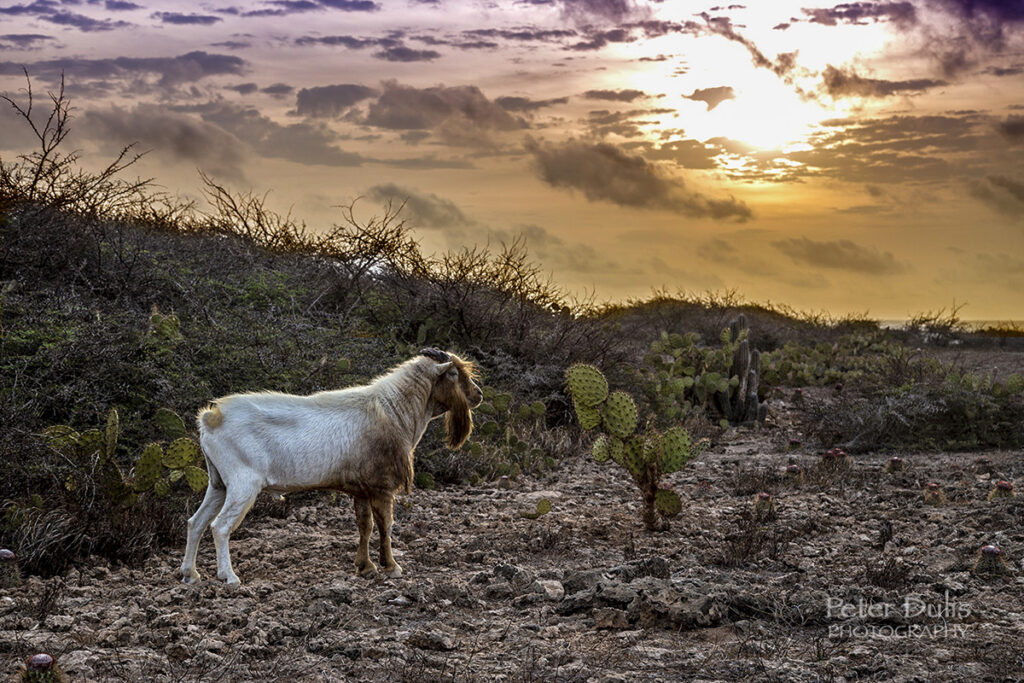 Aruba Goat Sunrise