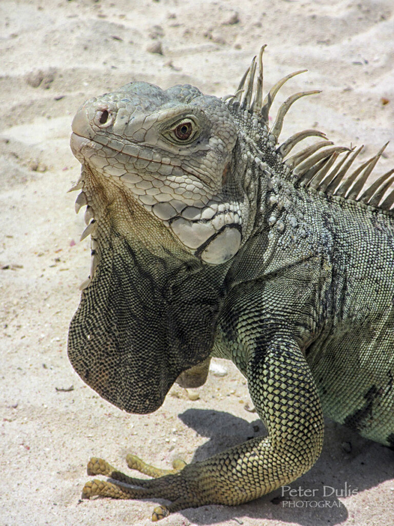 Iguana Lizard