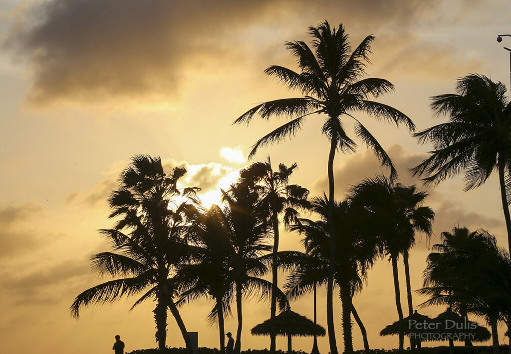 Sunset Palms