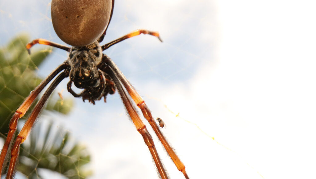 Trichonephila_plumipes