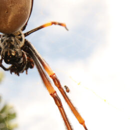 Trichonephila_plumipes