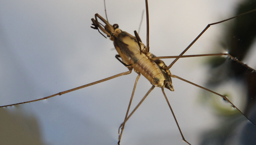 Water Strider