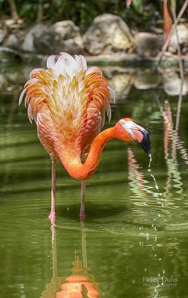 Flamingo Gardens