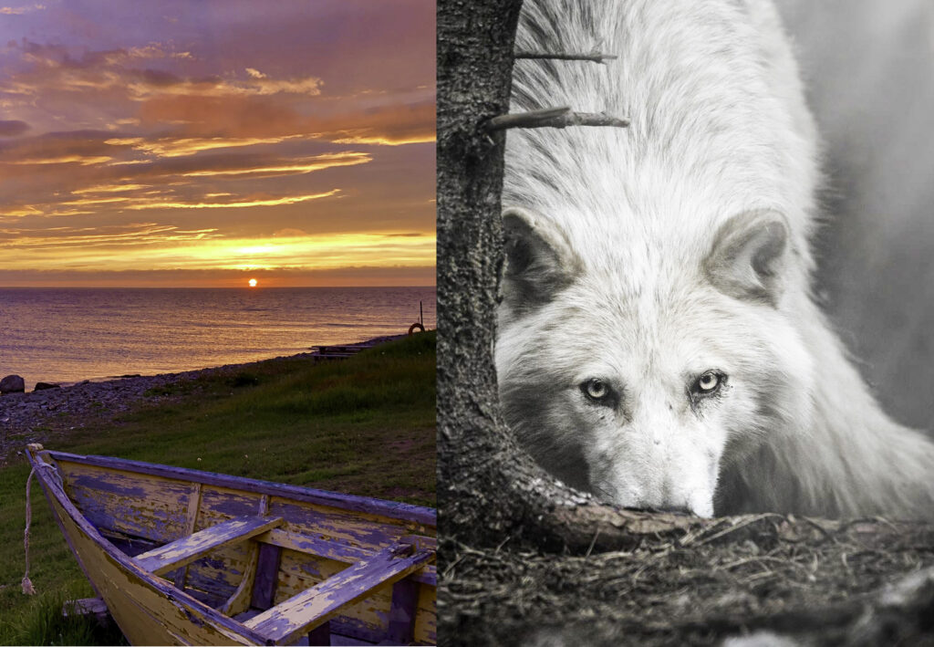 DES ÎLES ET DES LOUPS