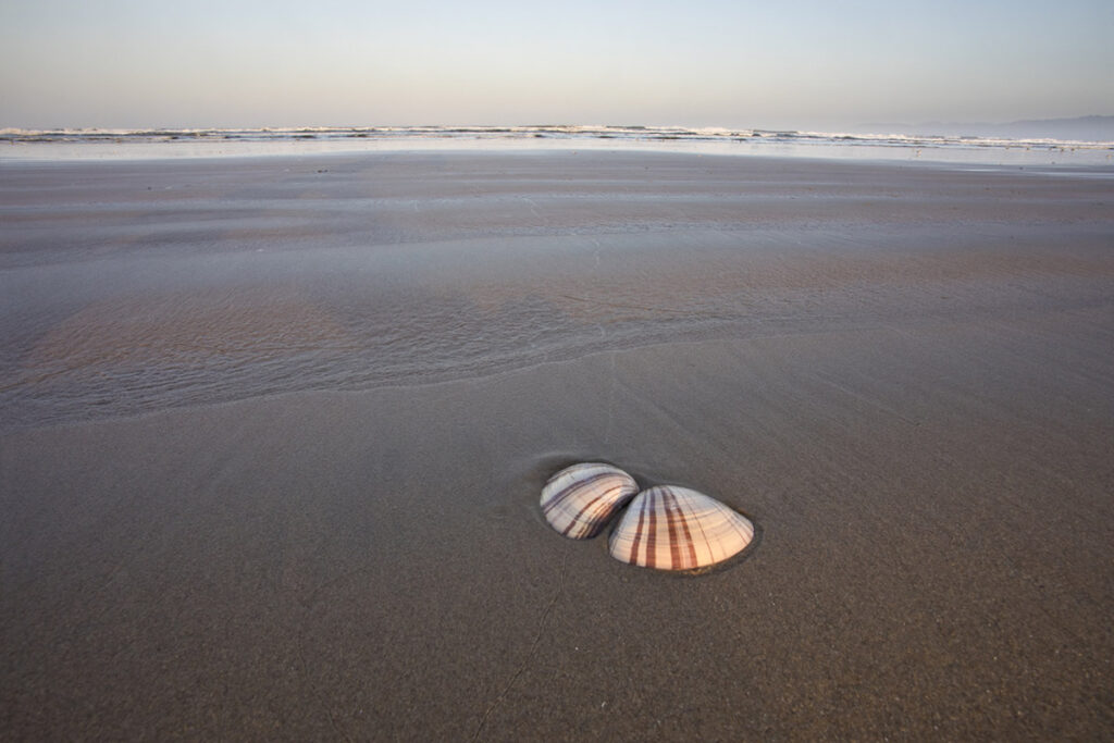 Pismo Clam, Tivela stultorum, shells on the beach