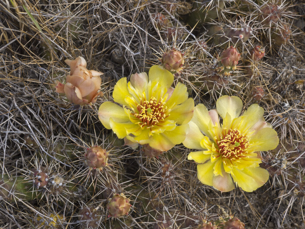 Brittle Prickly-pear Cactus, Opuntia fragilis, flower