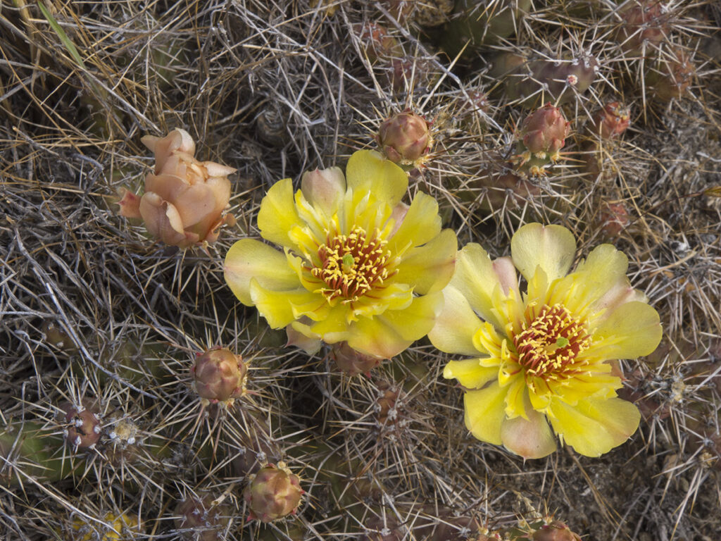 Brittle Prickly-pear Cactus, Opuntia fragilis, flower