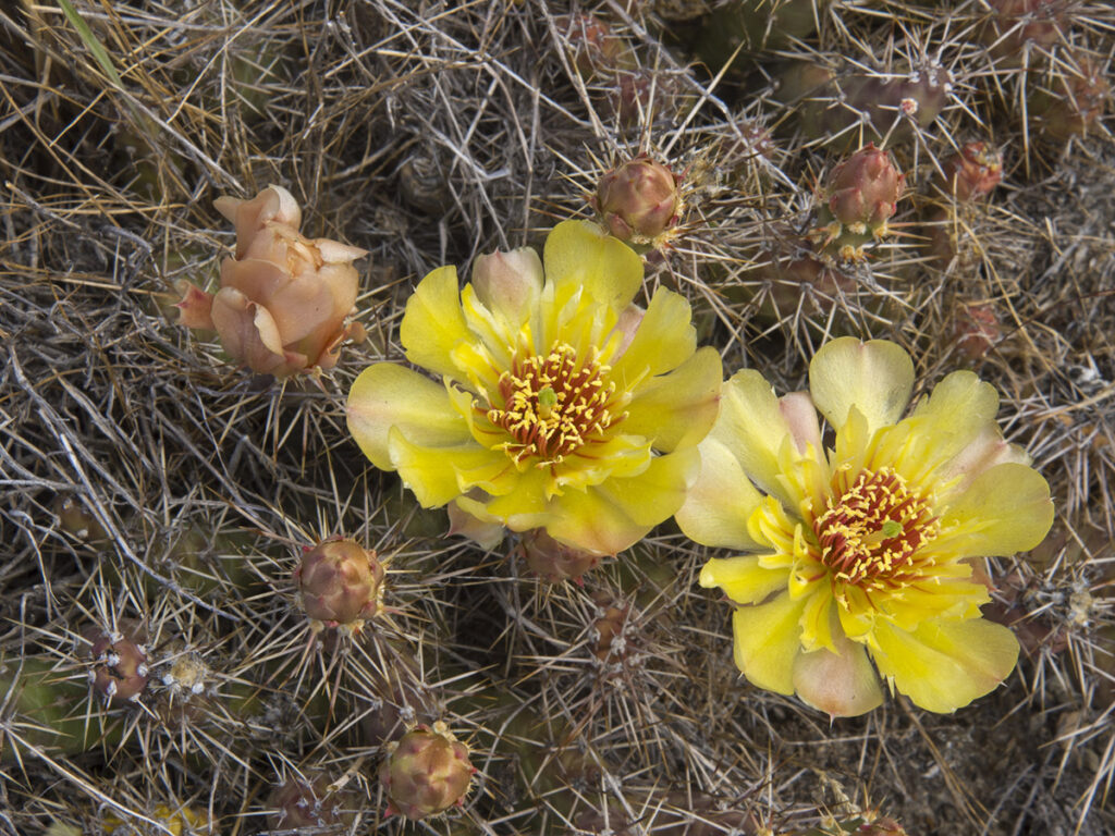 Brittle Prickly-pear Cactus, Opuntia fragilis, flower