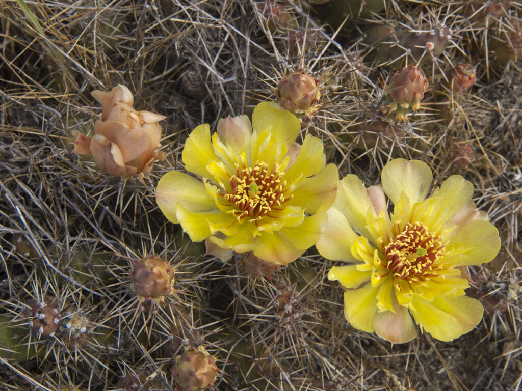 Brittle Prickly-pear Cactus, Opuntia fragilis, flower