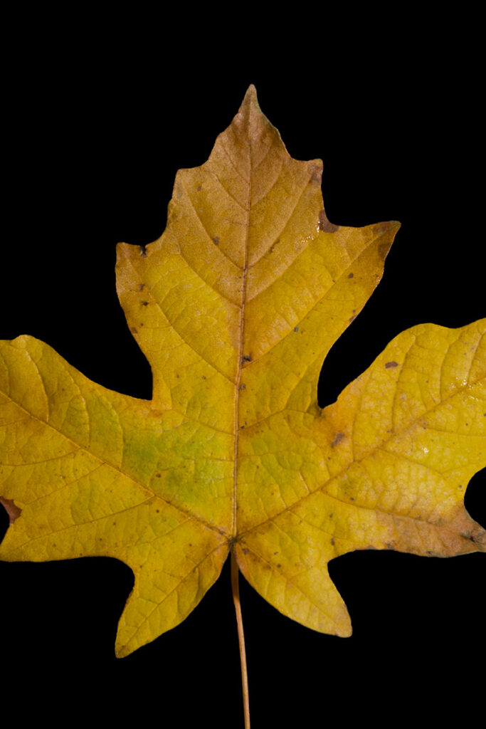 Bigleaf Maple, Acer macrophyllum, leaf