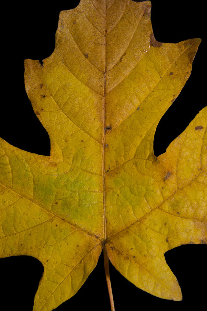 Bigleaf Maple, Acer macrophyllum, leaf