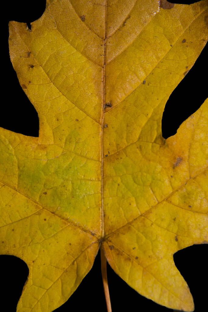 Bigleaf Maple, Acer macrophyllum, leaf