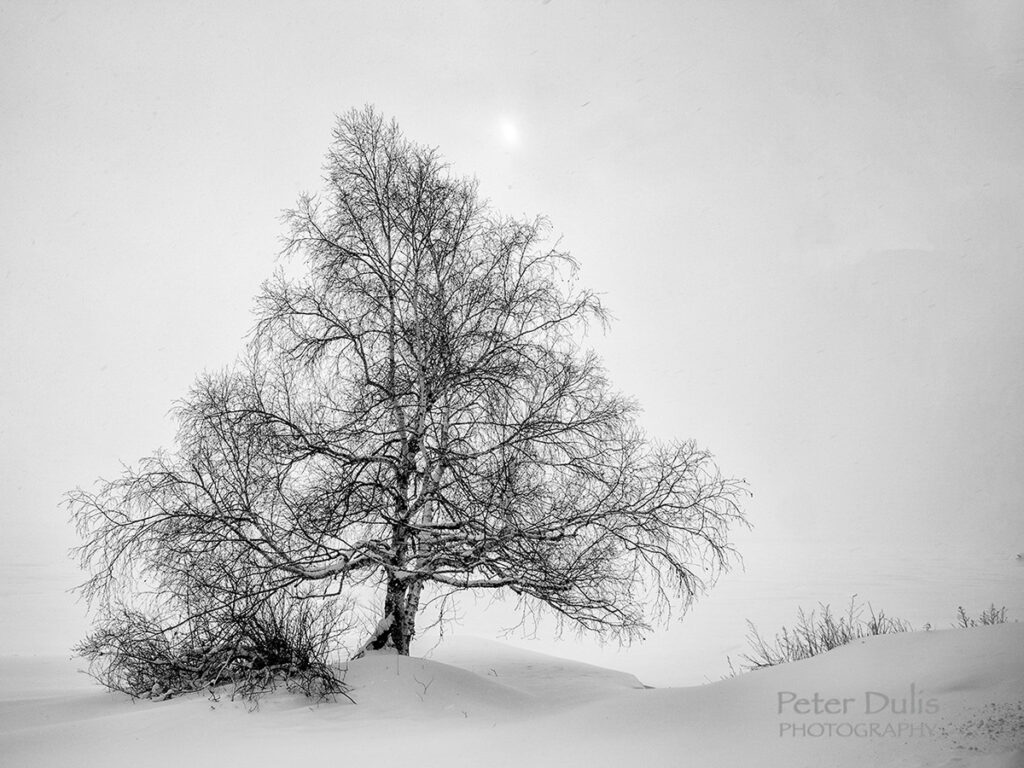 Winter Tree