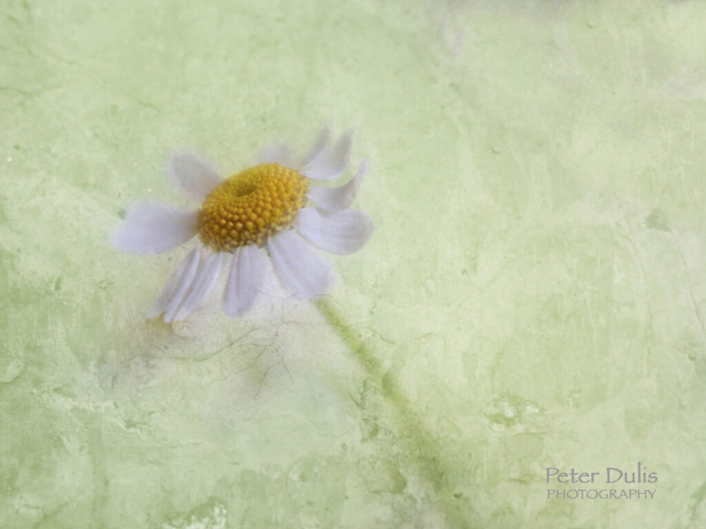 Feverfew Tansy