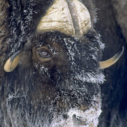 Adult bull muskox