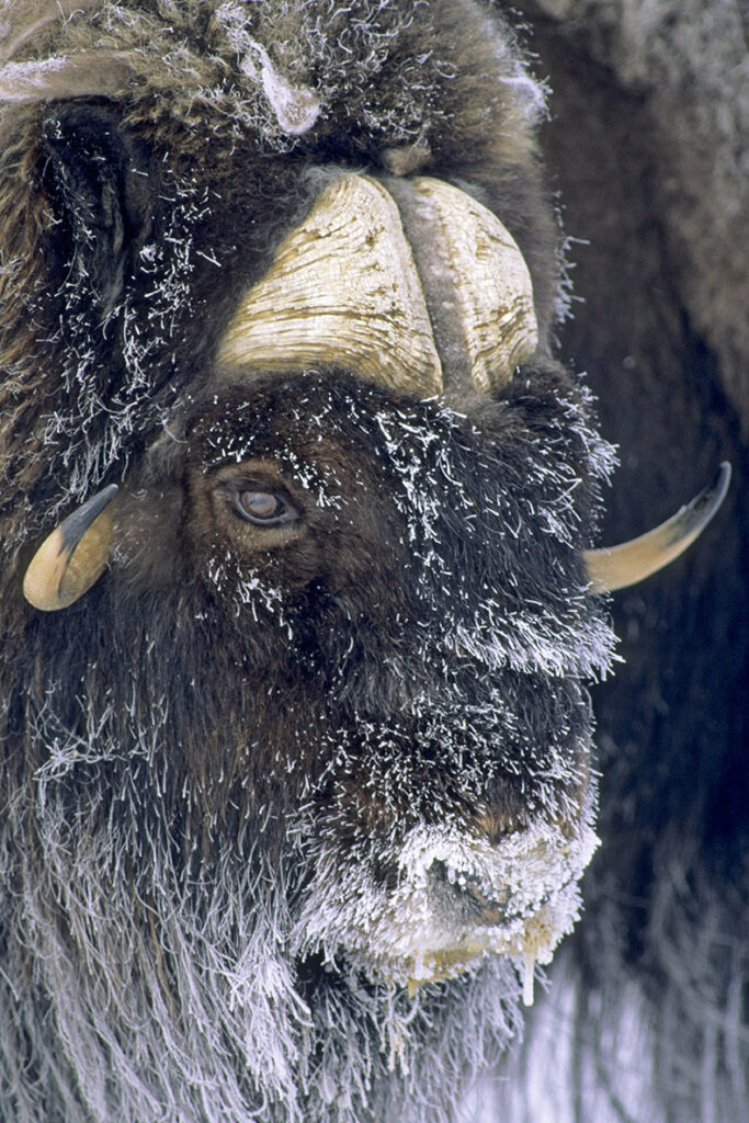 Adult bull muskox 