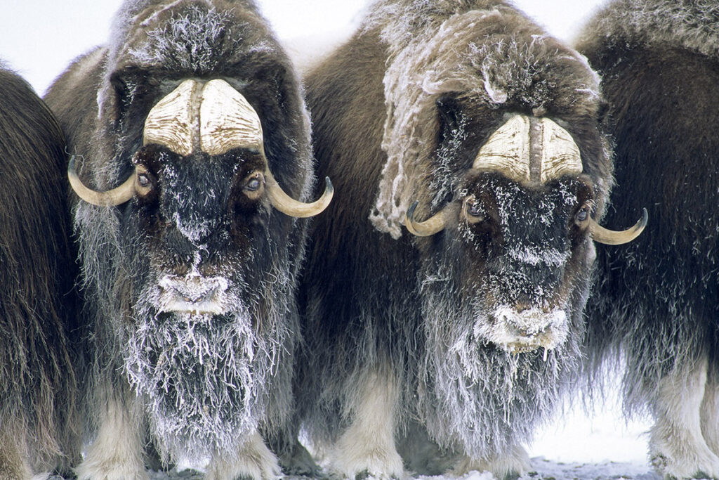 Adult bull muskoxen 