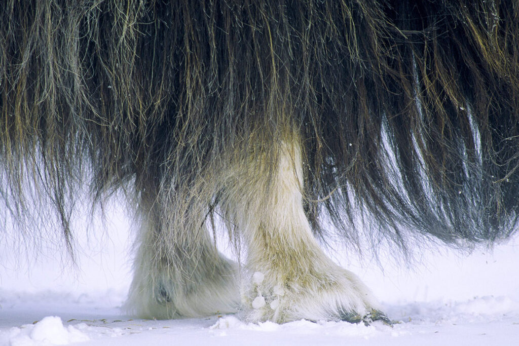 Long guard hairs on an adult muskox