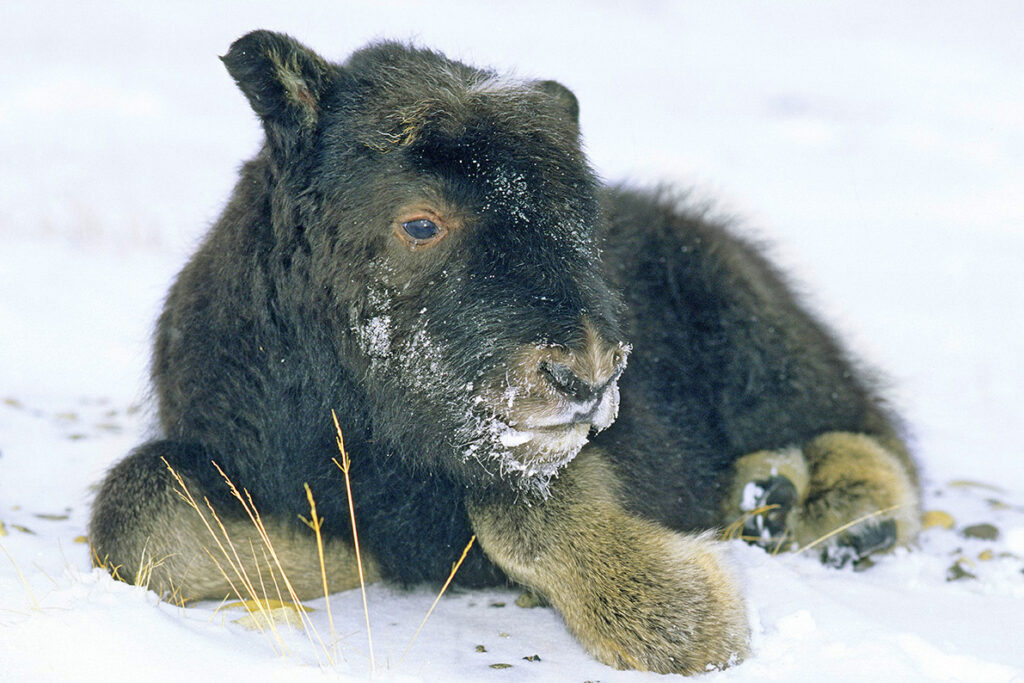 Month-old baby muskox