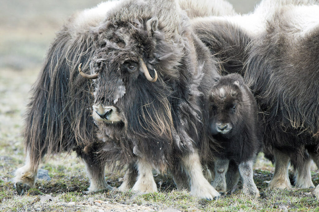 Muskoxen