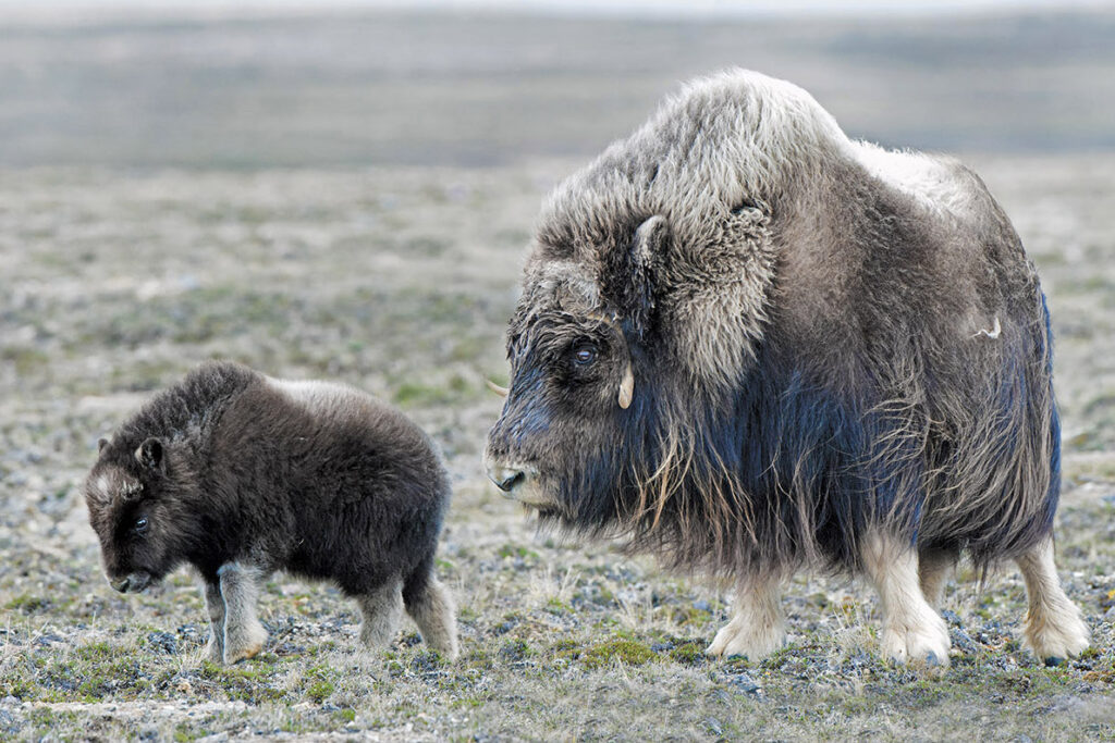 Muskoxen