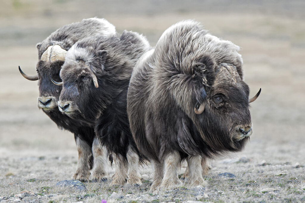 Muskoxen