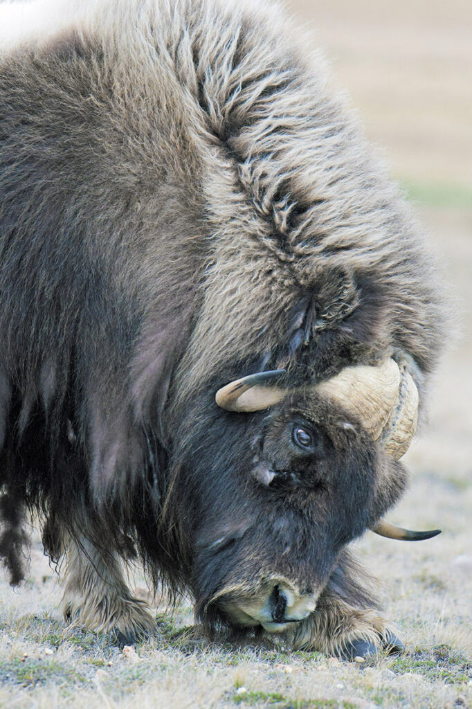 Muskoxen