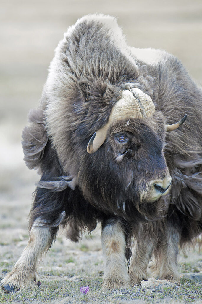 Muskoxen