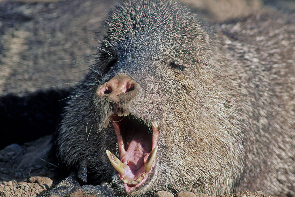 Collared peccary (Tayassu tajacu) yawning, Sonoran Desert, southern Arizona