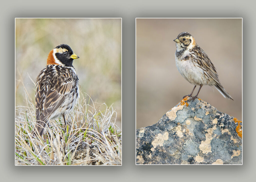 Male king eider (Somateria spectabilis), Victoria Island, Nunavut, Arctic Canada