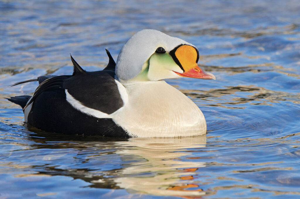 Male king eider (Somateria spectabilis), Victoria Island, Nunavut, Arctic Canada