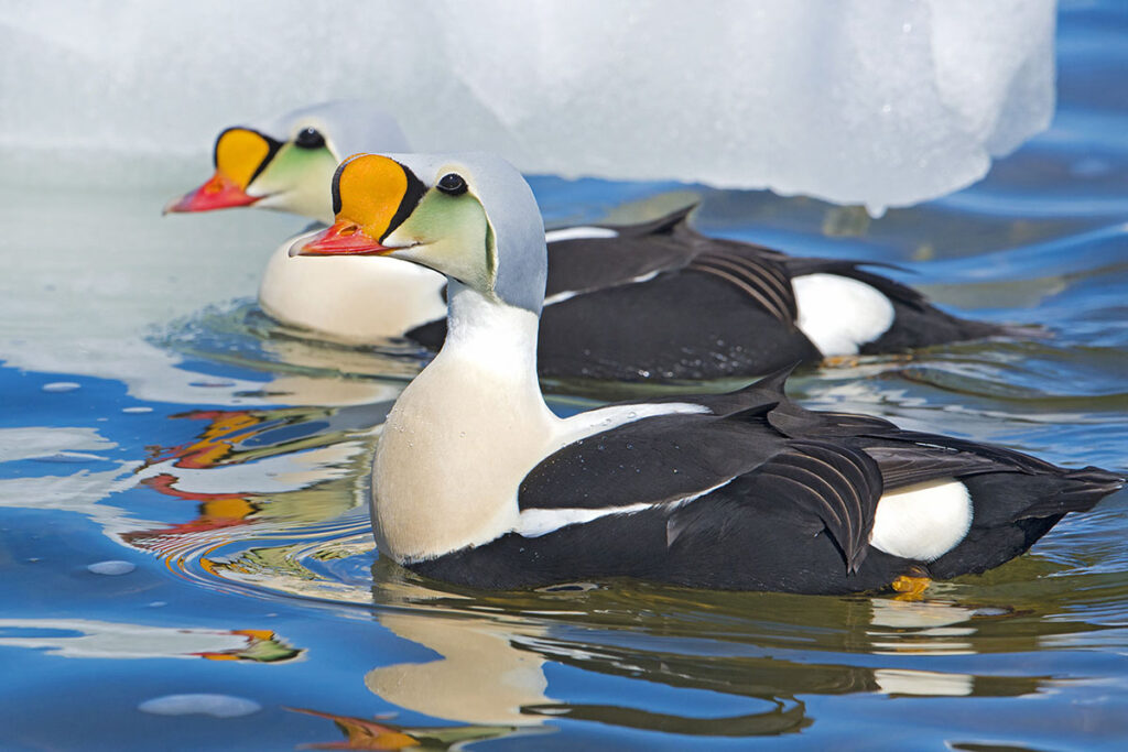 Male king eiders (Somateria spectabilis), Victoria Island, Nunavut, Arctic Canada