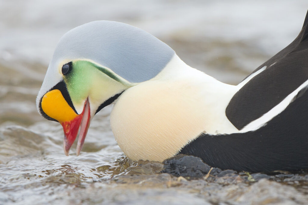 Courting male king eider (Somateria spectabilis), Victoria Island, Nunavut, Arctic Canada