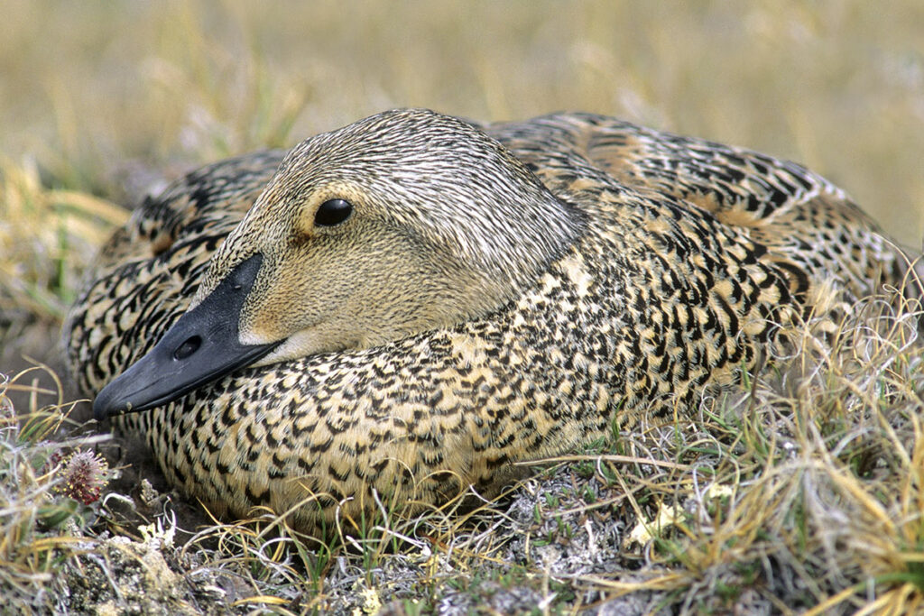 Incubating female king eider (Somateria spectabilis), Victoria Island, Nunavut, Arctic Canada