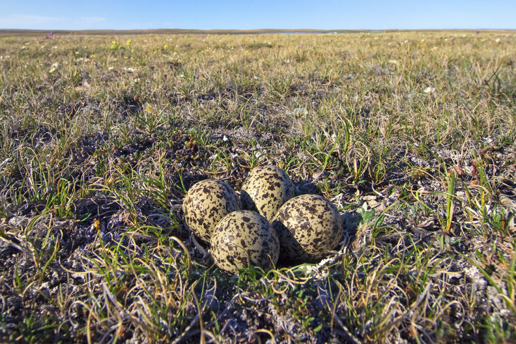 Nest of a black-bellied plover (Pluvialis squatarola), Victoria Island, Nunavut, Arctic Canada