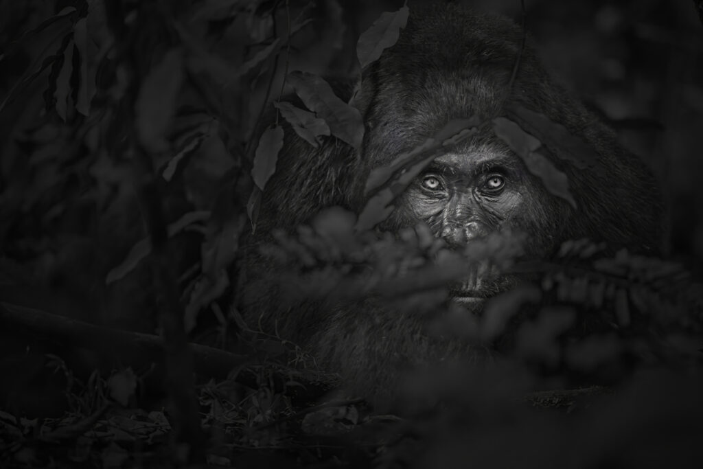 2026 WPC Team Canada, NatureWildlife, JACQUIE MATECHUK, Cochrane AB