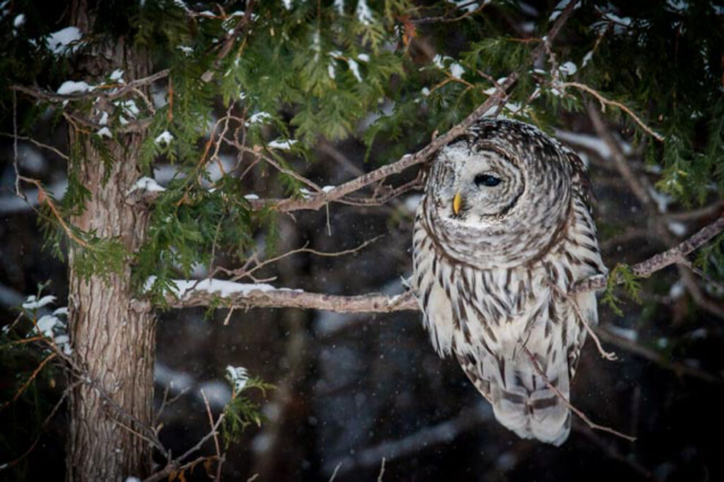 (c) Will Prentice All Rights Reserv