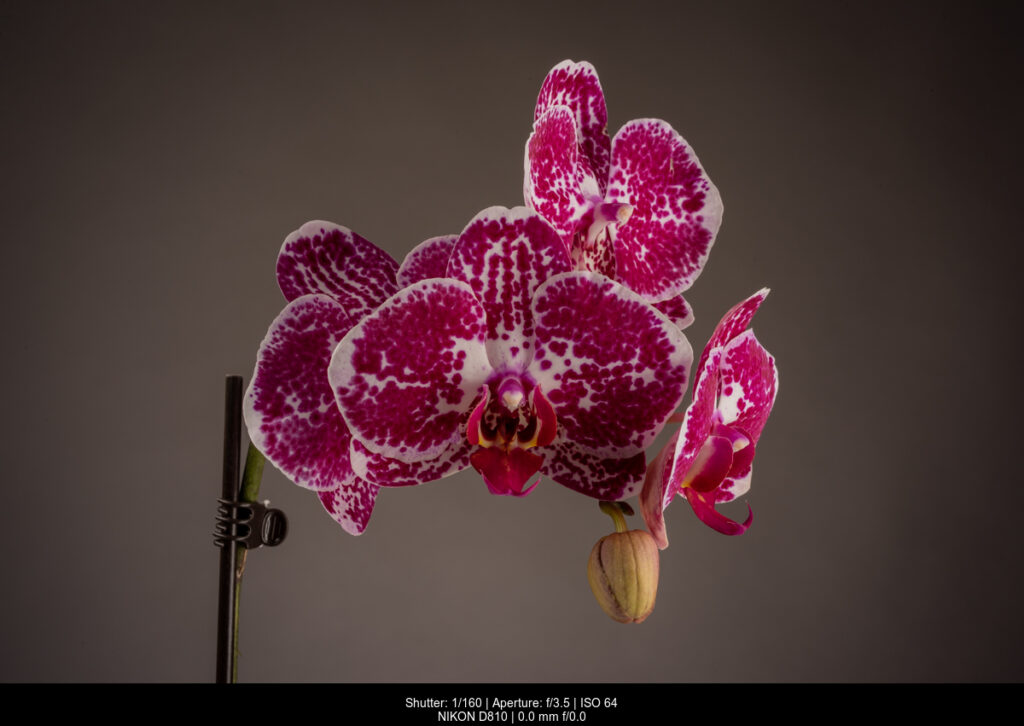 (c) Will Prentice All Rights Reserv