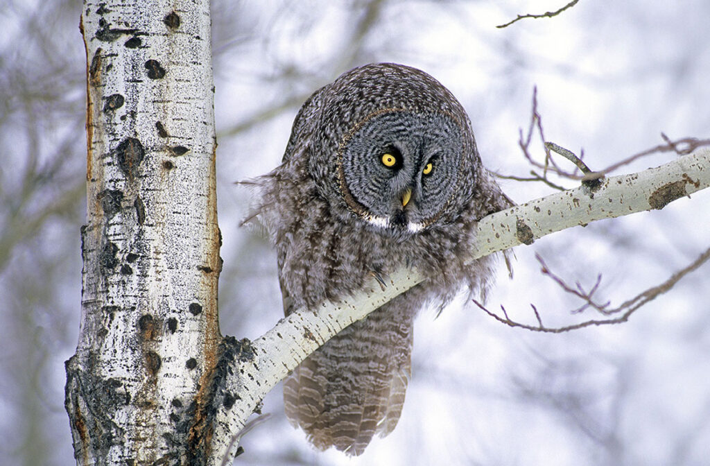 Adult great gray owl (Strix nebulosa) hunting in a winter roadside, northern Alberta, Canada.
