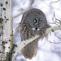 Adult great gray owl (Strix nebulosa) hunting in a winter roadside, northern Alberta, Canada.