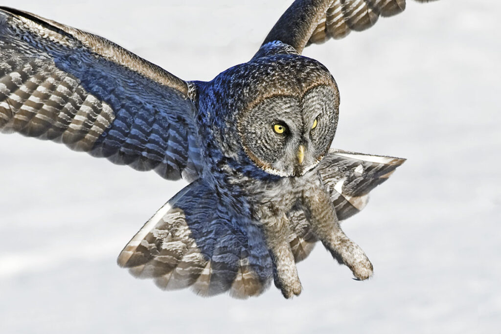 Hunting great gray owl (Strix nebulosa), boreal forest, northern Alberta, Canada