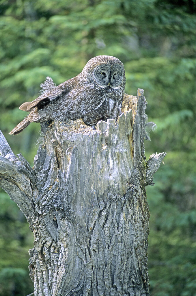 Adult female great gray owl (Strix nebulosa) brooding two chicks atop a balsam poplar snag, northern Alberta, Canada.
