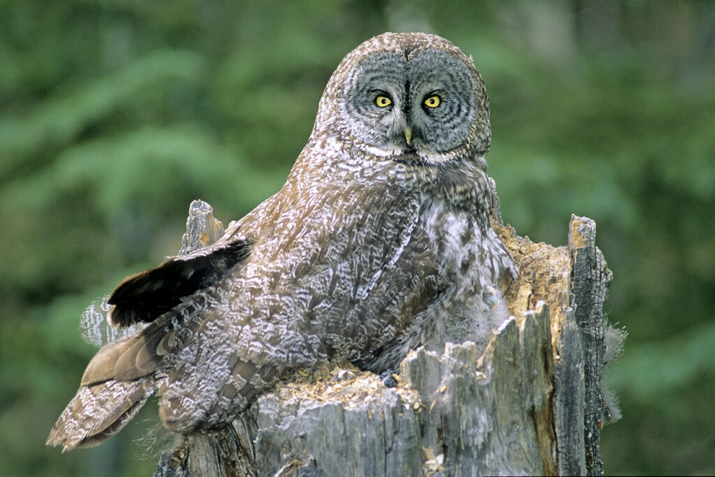 Adult female great gray owl (Strix nebulosa) brooding two chicks atop a balsam poplar snag, northern Alberta, Canada.