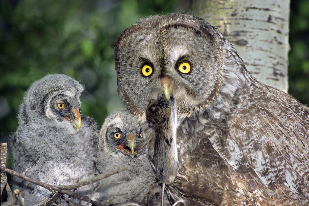 Adult female great gray owl (Strix nebulosa) feeding a vole to its chicks, northern Alberta, Canada