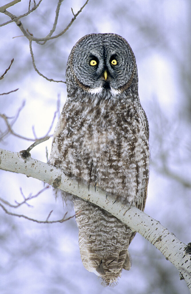 Adult great gray owl (Strix nebulosa) hunting in a winter roadside, northern Alberta, Canada.