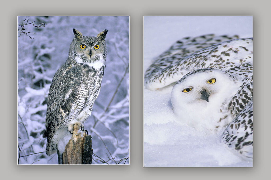 Hunting great gray owl (Strix nebulosa), boreal forest, northern Alberta, Canada