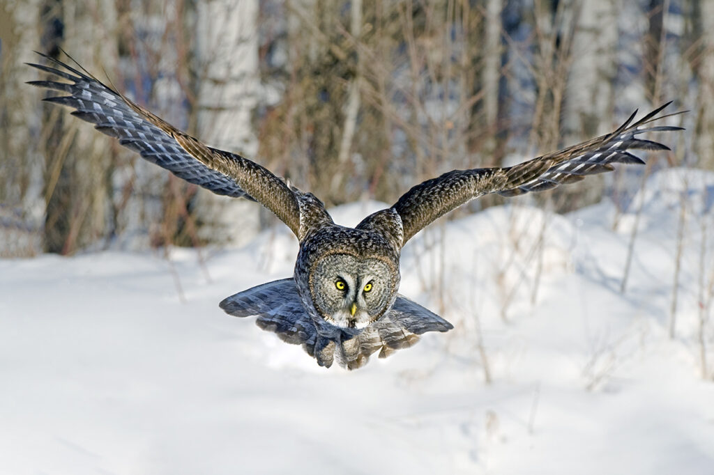 Hunting great gray owl (Strix nebulosa), boreal forest, northern Alberta, Canada
