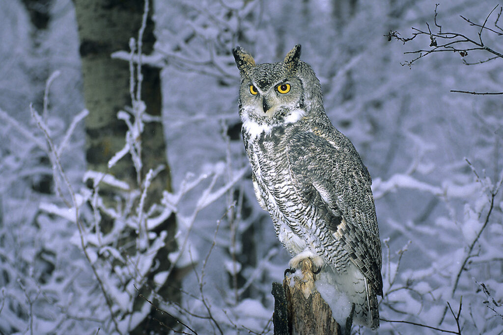 Adult great horned owl (Bubo virginianus) hunting in an aspen woodland. Northern Alberta