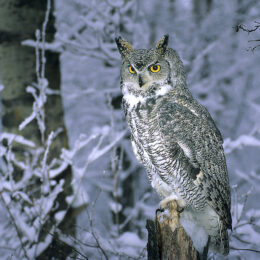 Adult great horned owl (Bubo virginianus) hunting in an aspen woodland. Northern Alberta