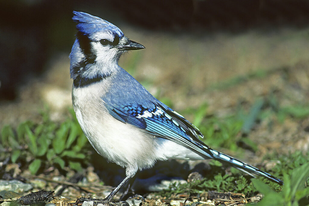 Blue jay (Cyanocitta cristata), southern Ontario, Canada